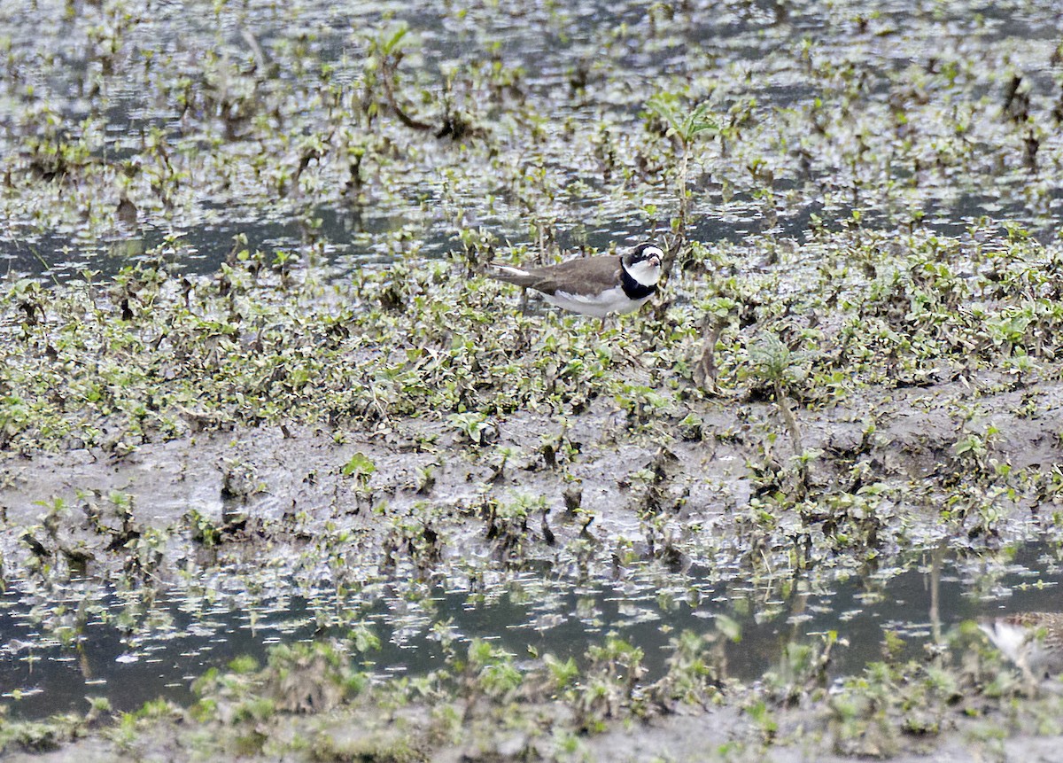 Semipalmated Plover - ML617898463