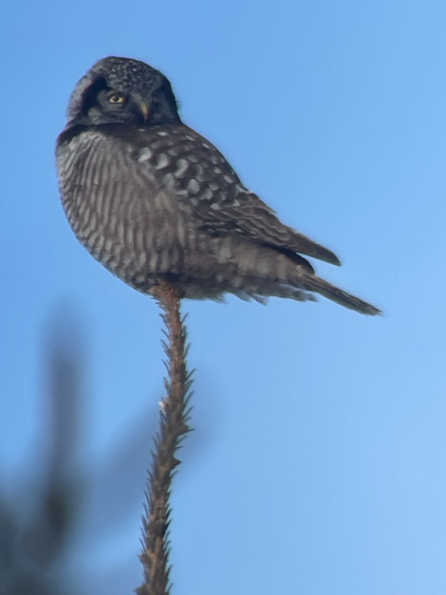 Northern Hawk Owl - ML617898509