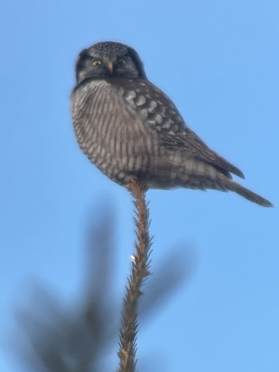 Northern Hawk Owl - ML617898510