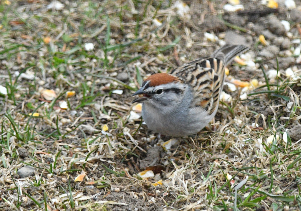 Chipping Sparrow - ML617898527