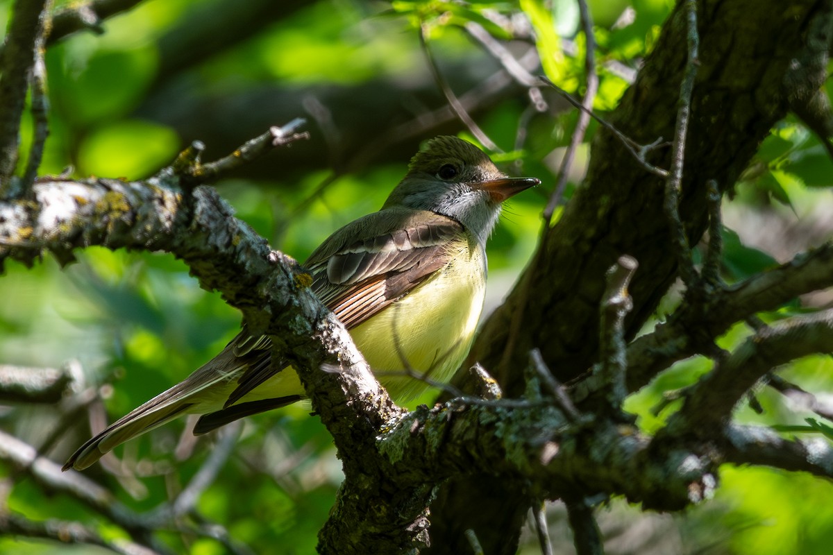 Great Crested Flycatcher - ML617898557