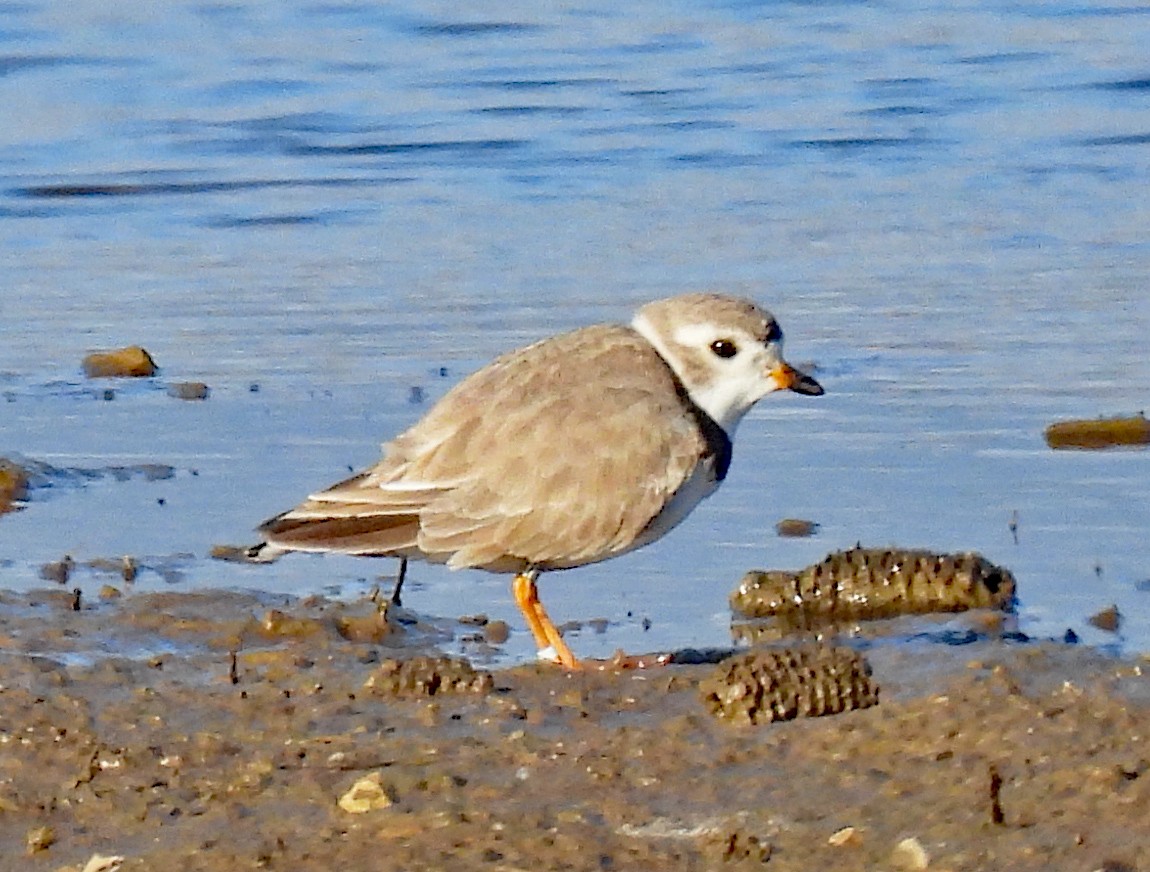 Piping Plover - ML617898638