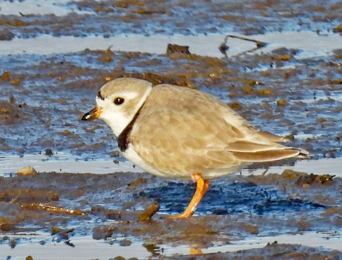 Piping Plover - ML617898639