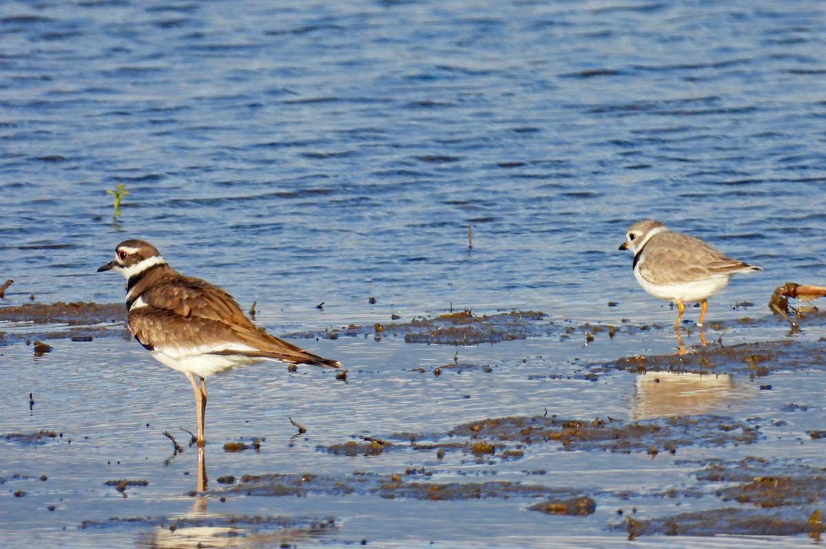 Piping Plover - ML617898640