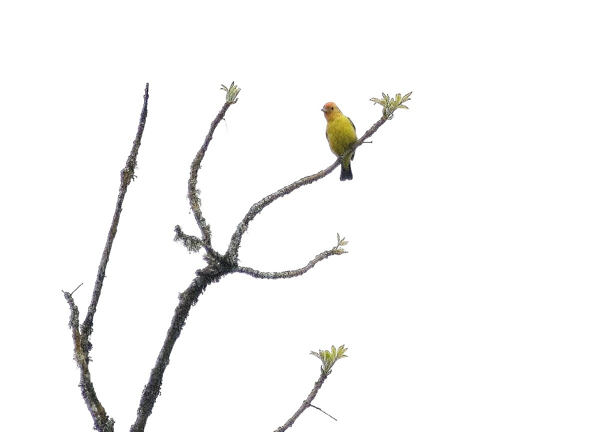 Western Tanager - ML617898673