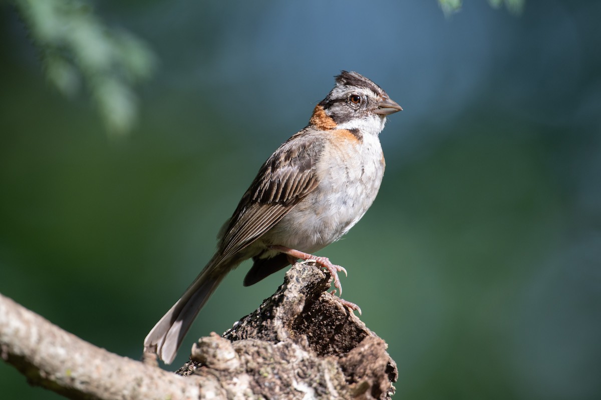 Rufous-collared Sparrow - ML617898690