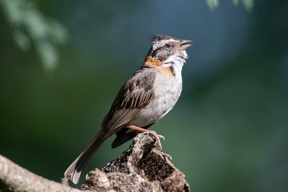 Rufous-collared Sparrow - ML617898692