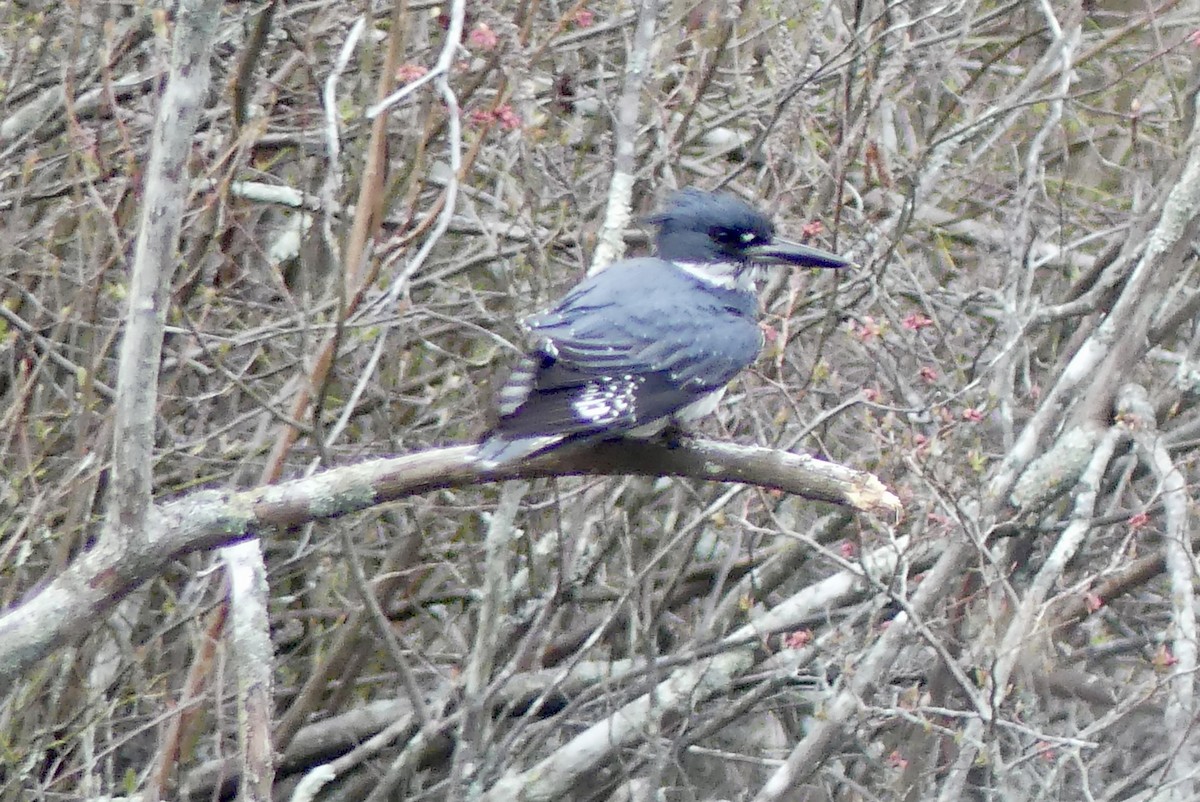Belted Kingfisher - ML617898701
