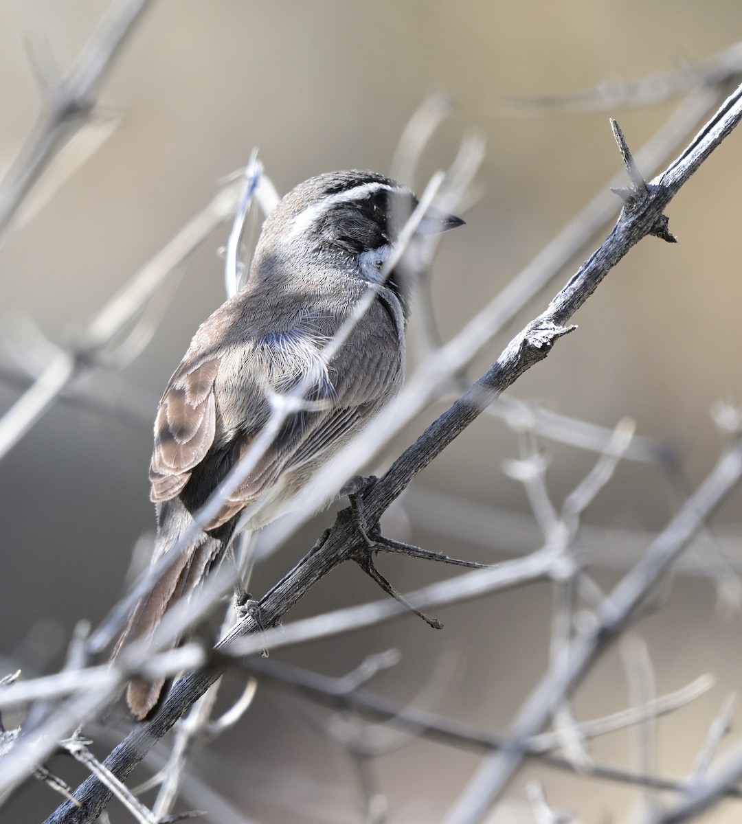 Black-throated Sparrow - Lisa Ruby