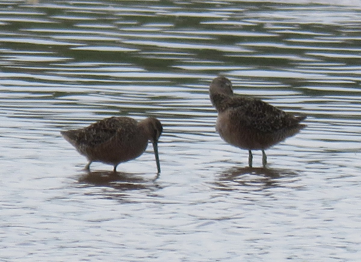 Long-billed Dowitcher - ML617898712