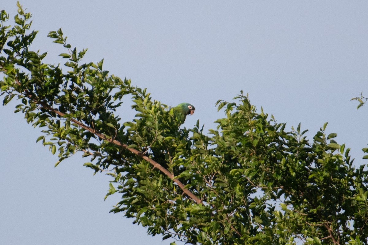 Blue-crowned Parakeet - ML617898713