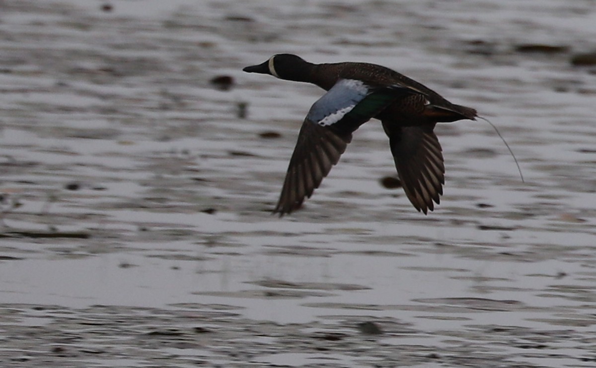 Blue-winged Teal - ML617898721