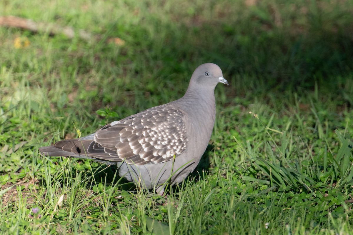 Spot-winged Pigeon - ML617898726
