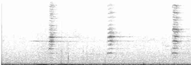 Méliphage carillonneur - ML617898794
