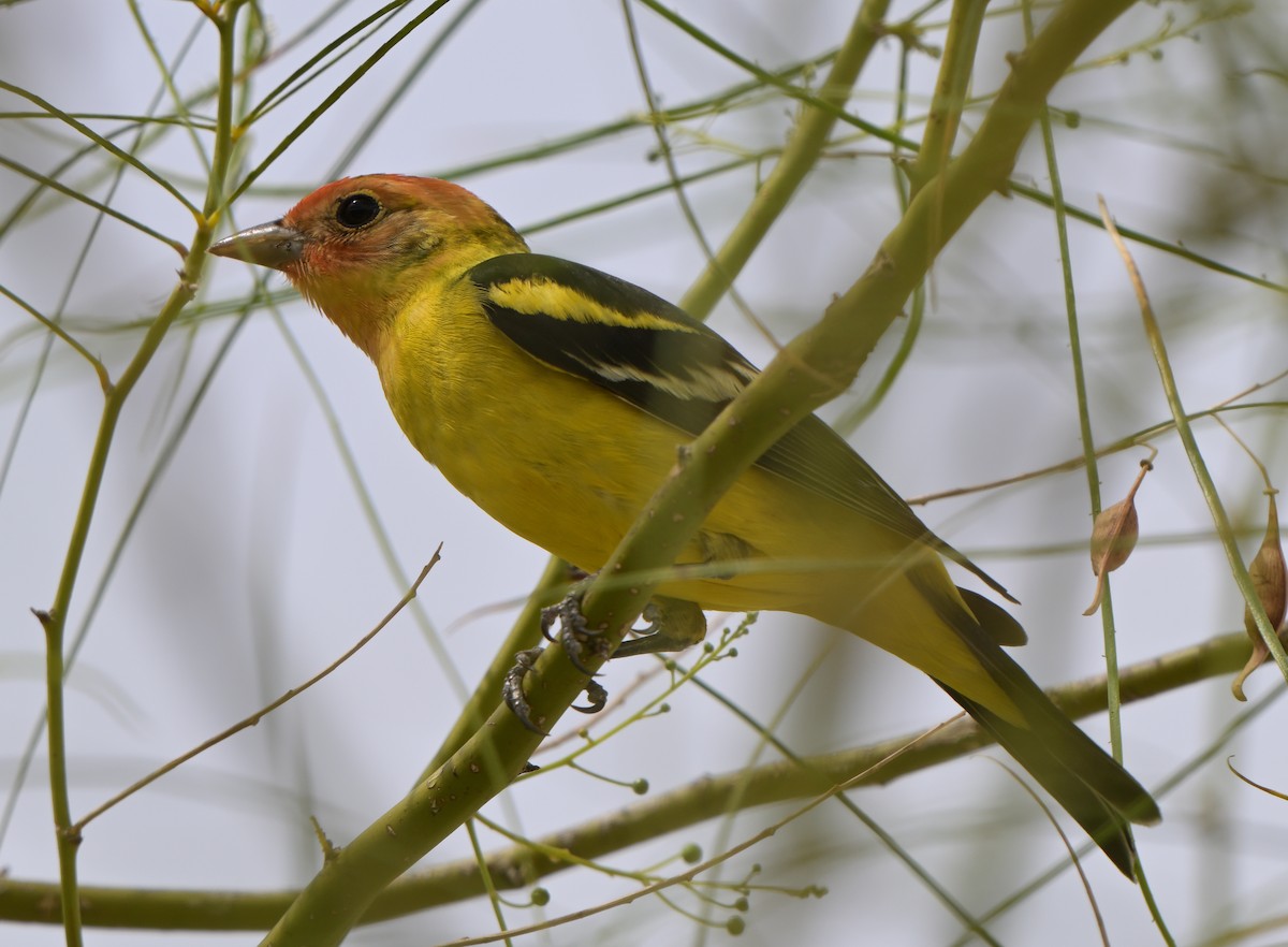 Western Tanager - ML617898932