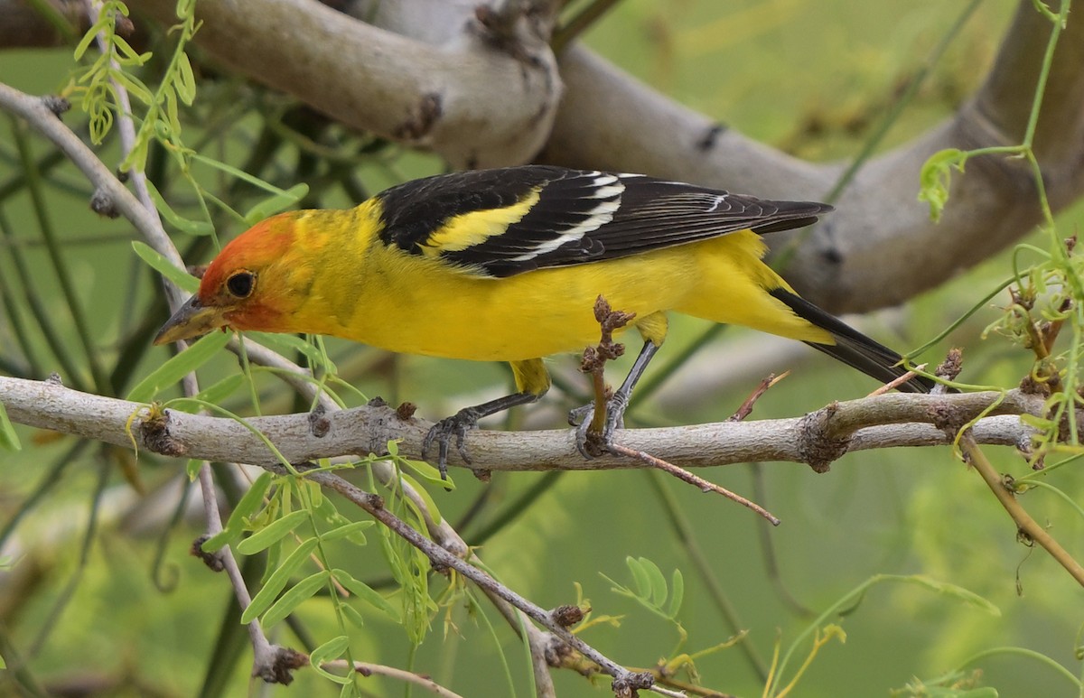 Western Tanager - ML617898995