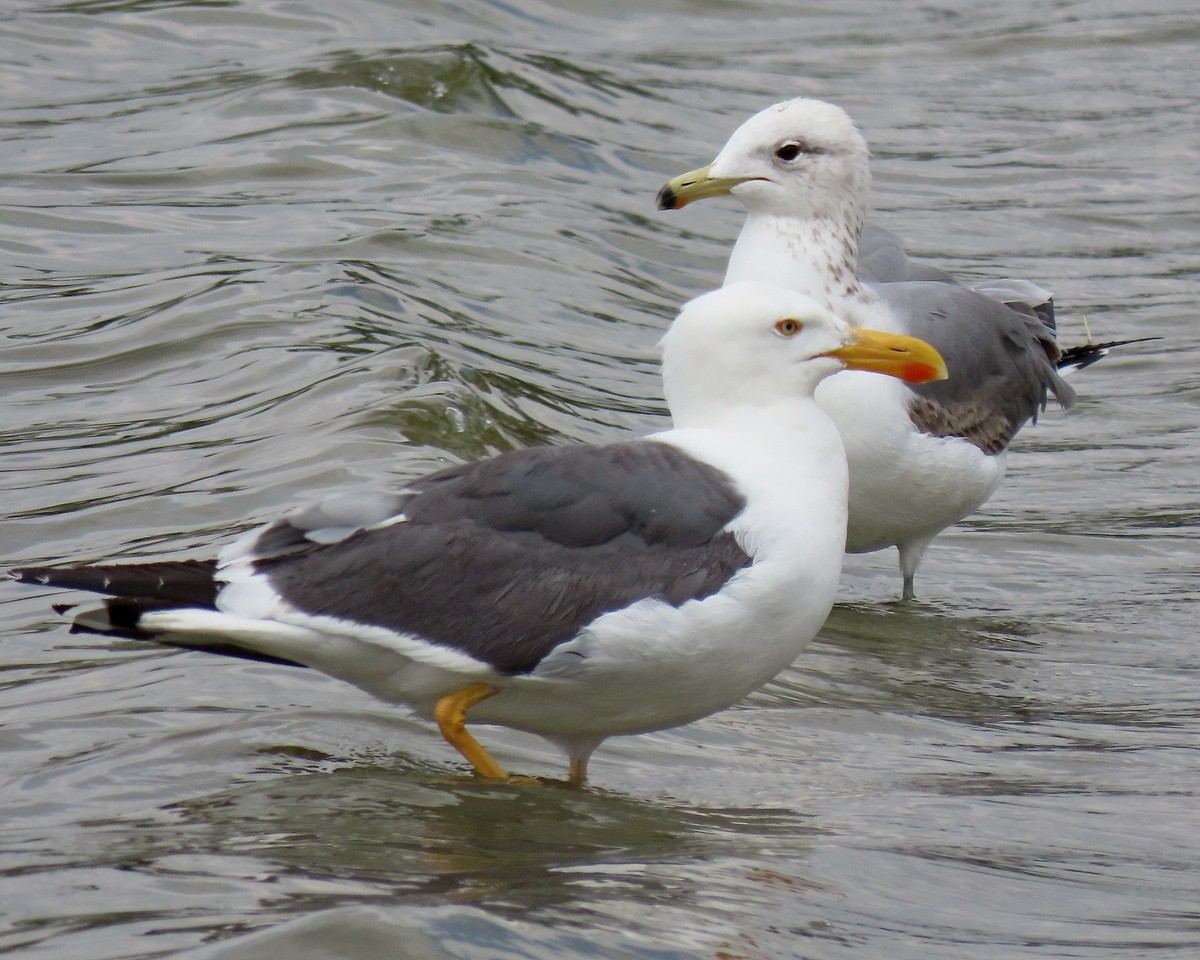 Yellow-footed Gull - ML617899001