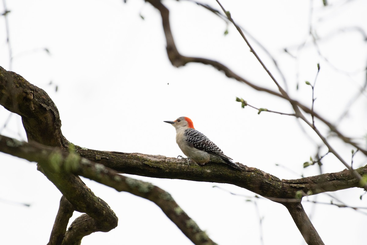 Red-bellied Woodpecker - ML617899033