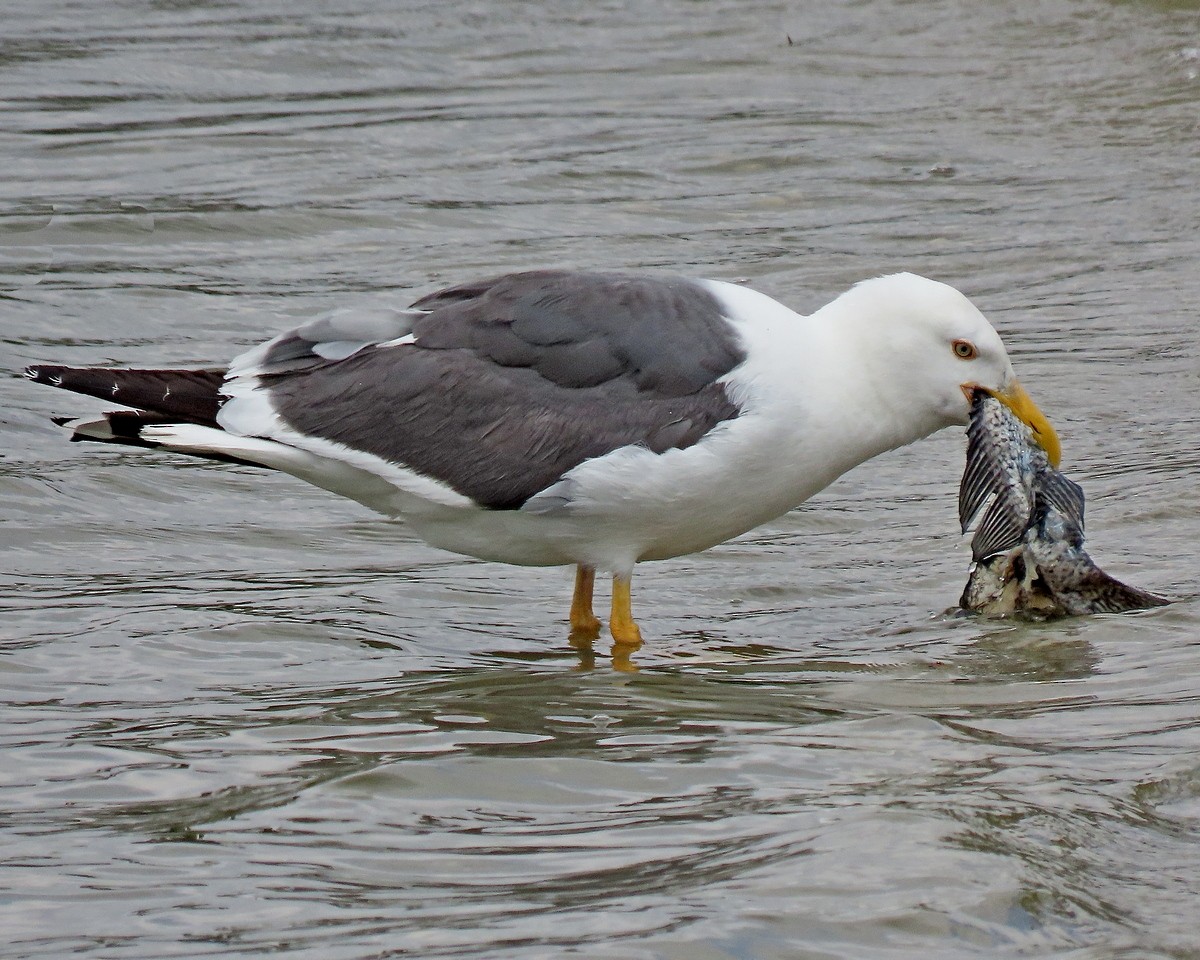 Yellow-footed Gull - ML617899035
