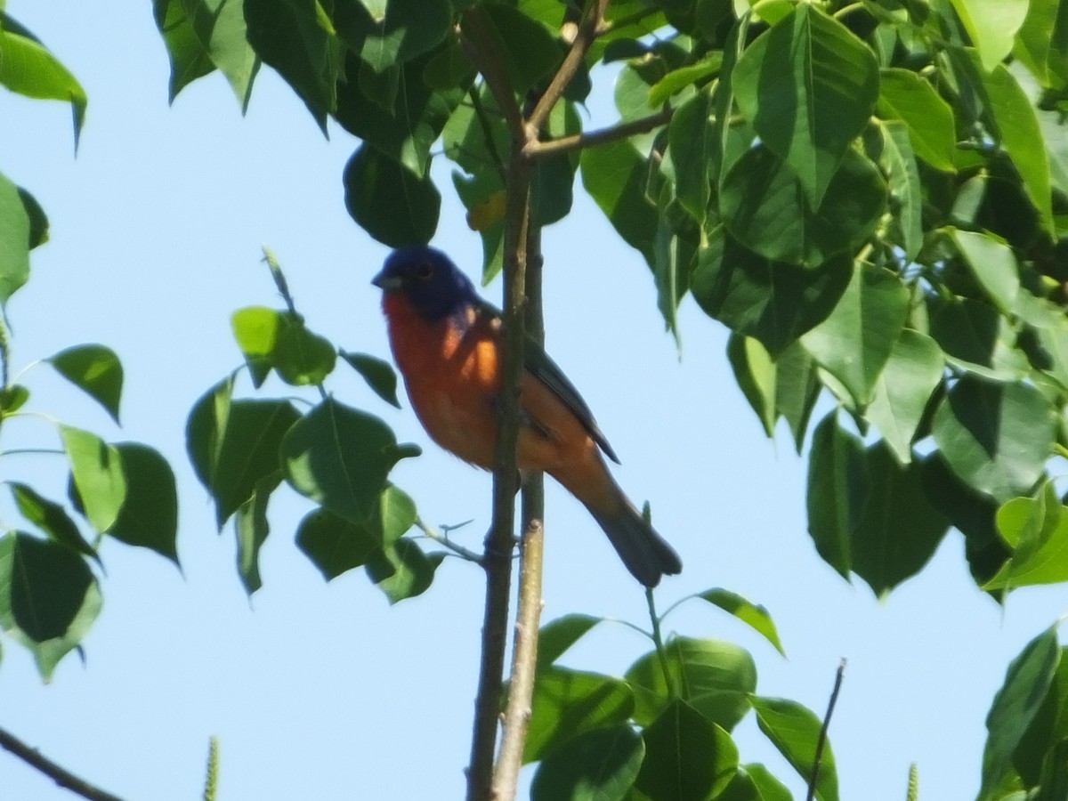 Painted Bunting - ML617899124
