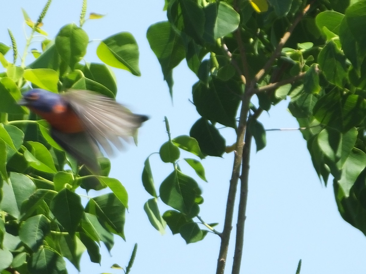 Painted Bunting - ML617899149