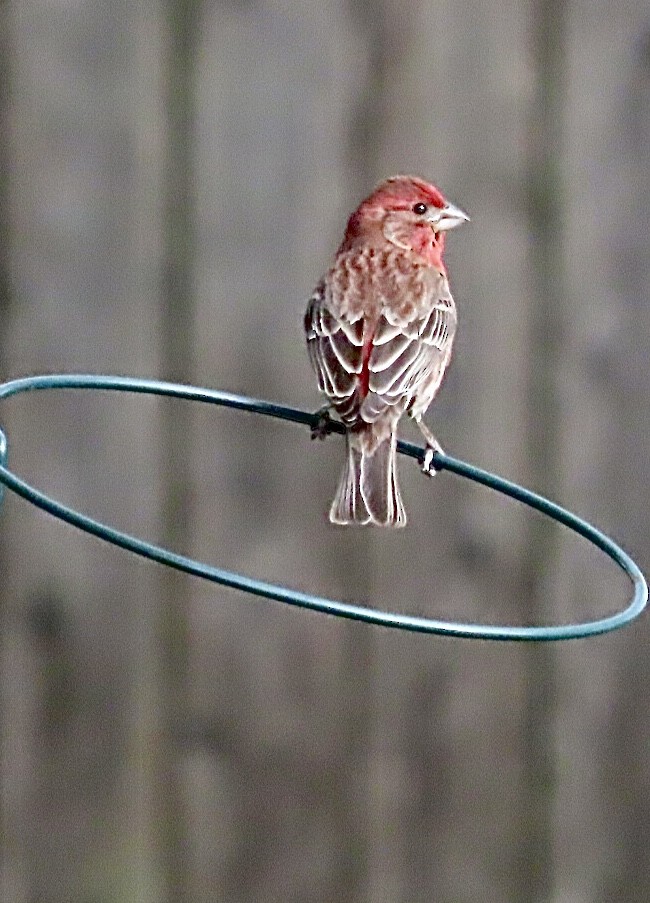 House Finch - Micky Louis