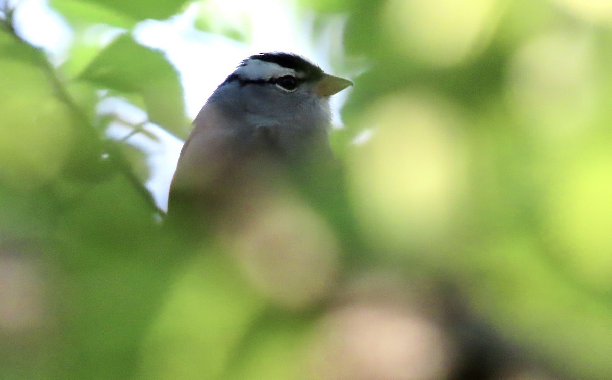 White-crowned Sparrow - ML617899166