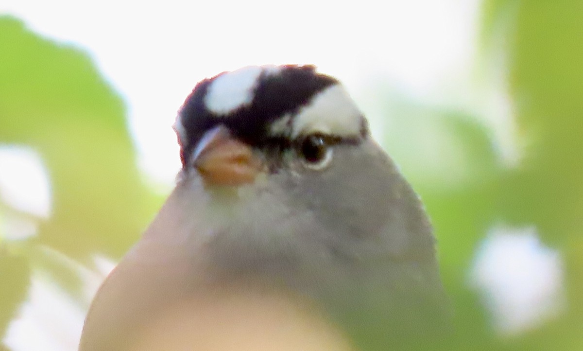 White-crowned Sparrow - ML617899167