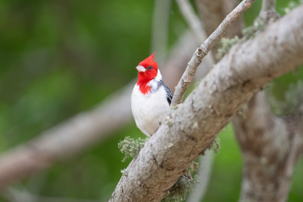 Red-crested Cardinal - ML617899226