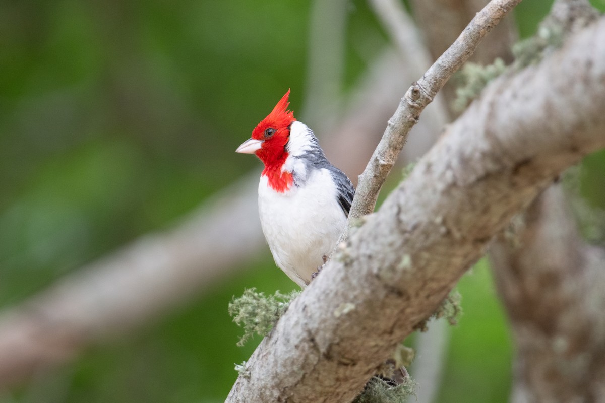 Red-crested Cardinal - ML617899227