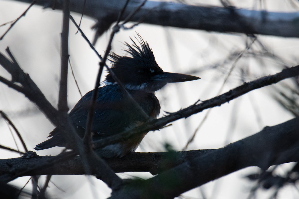 Belted Kingfisher - ML617899231