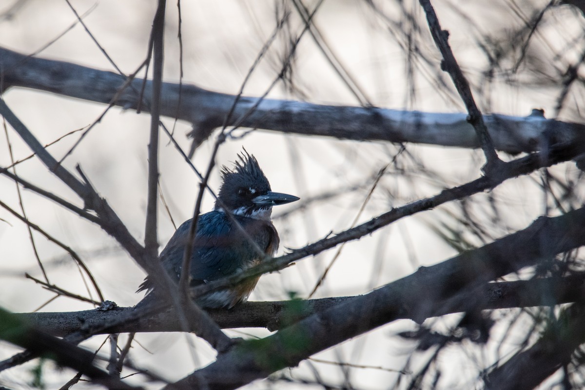 Belted Kingfisher - ML617899232