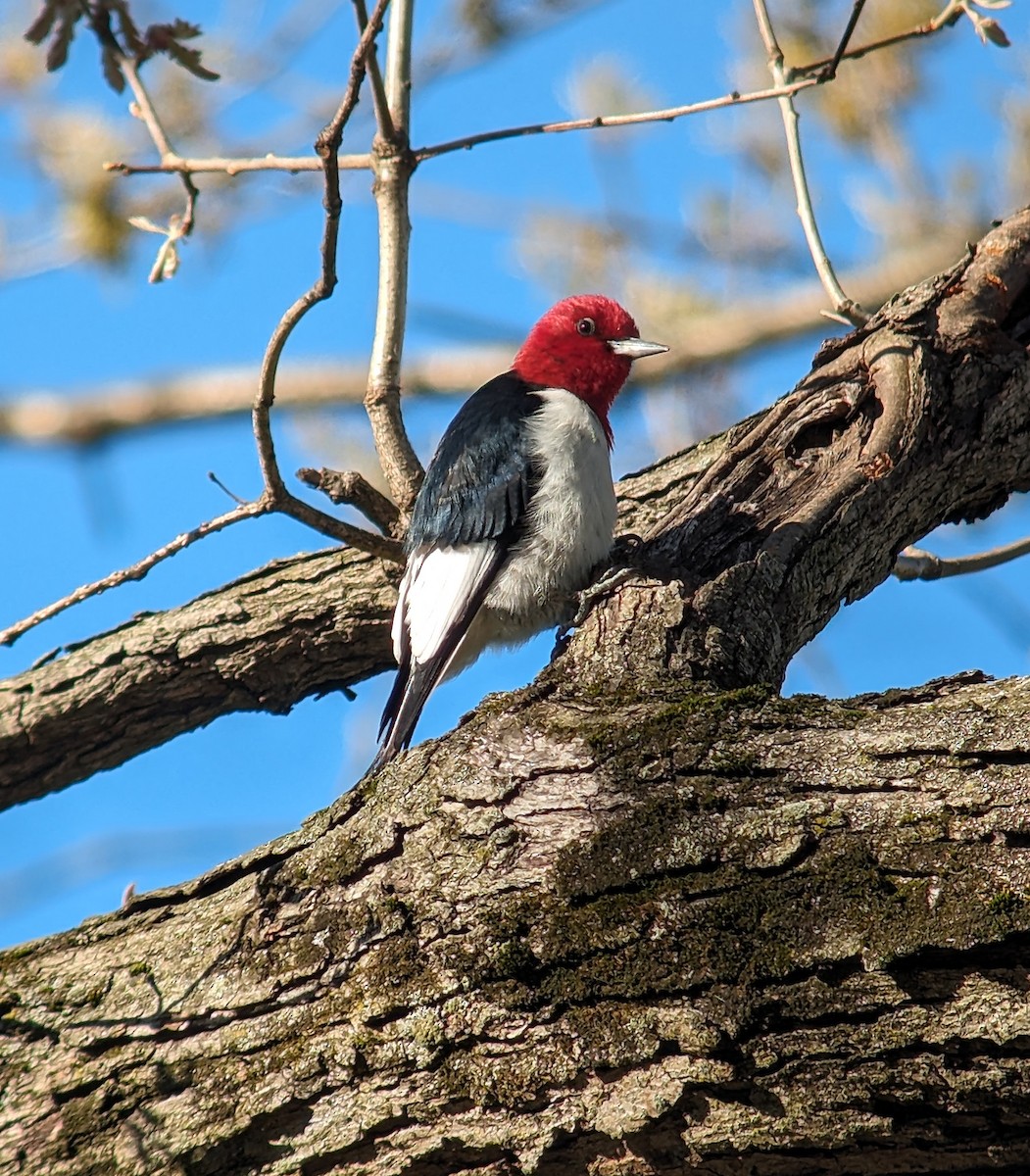 Red-headed Woodpecker - ML617899236