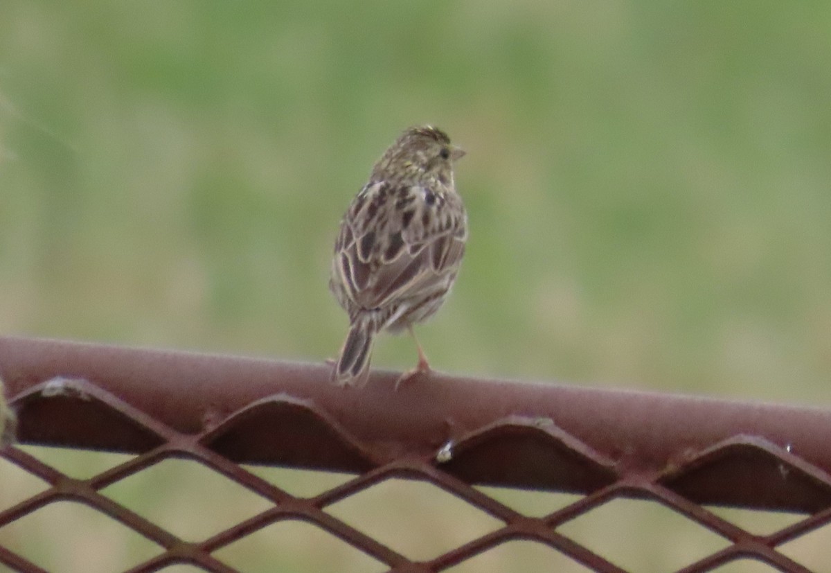 Savannah Sparrow - ML617899263