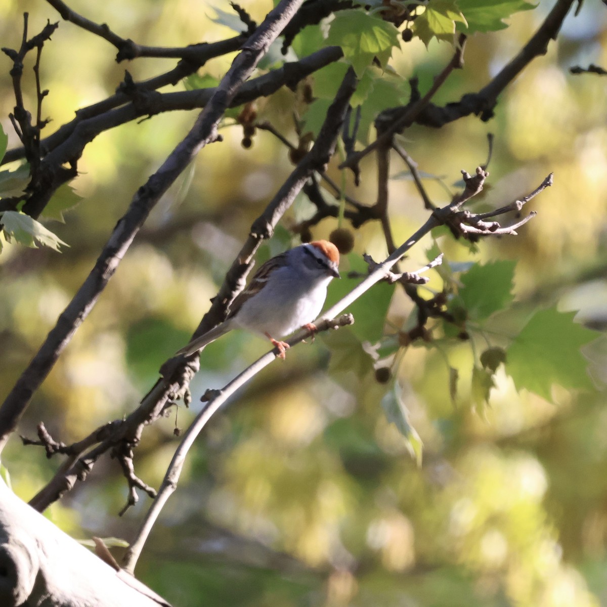 Chipping Sparrow - ML617899266