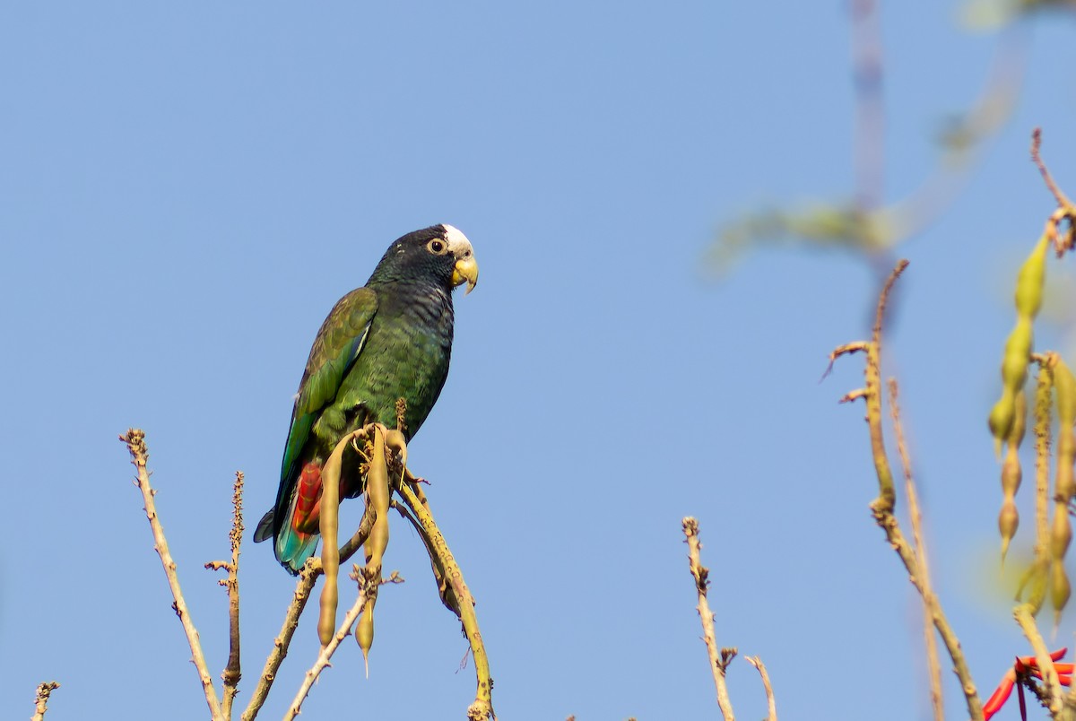 White-crowned Parrot - ML617899294