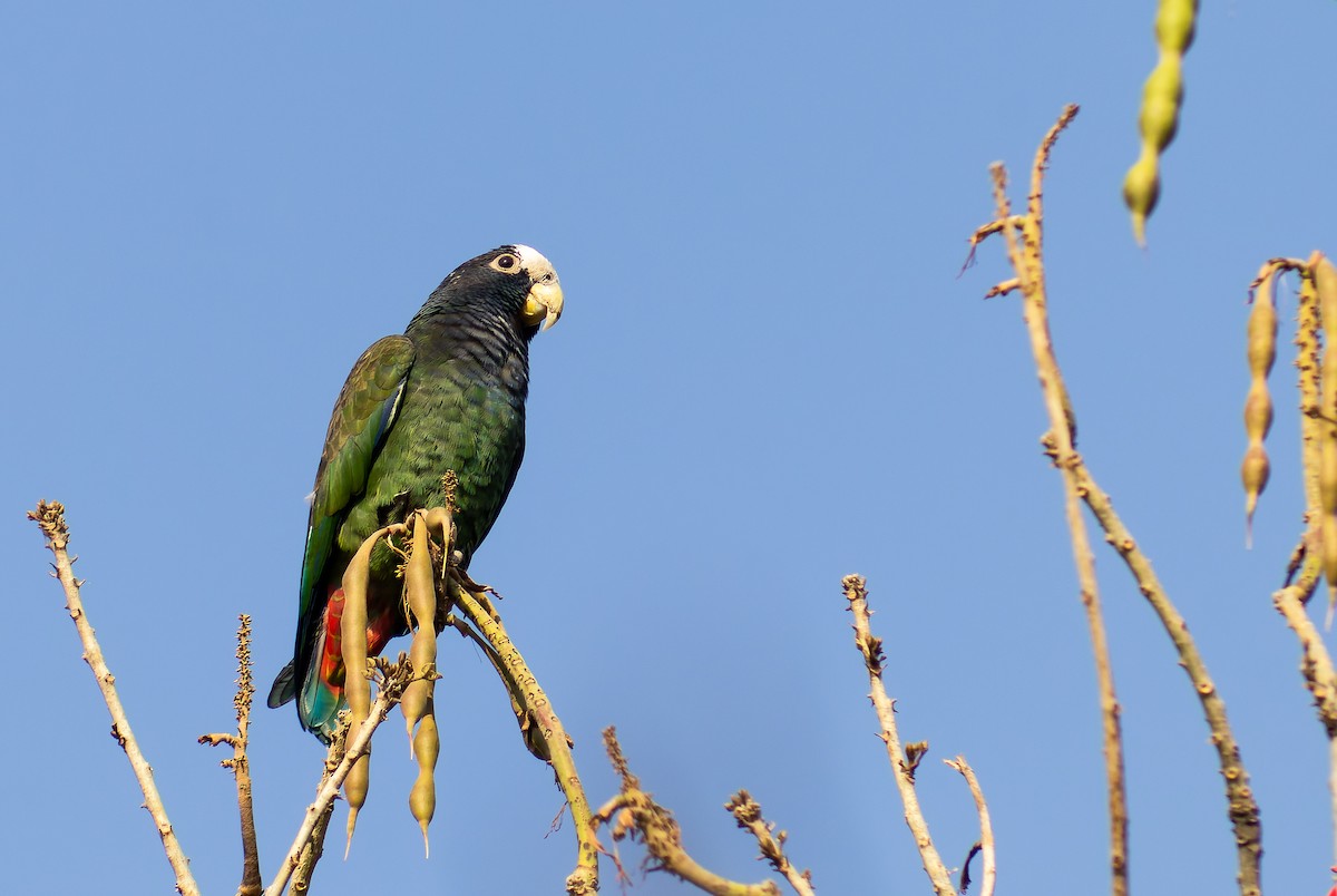White-crowned Parrot - ML617899295