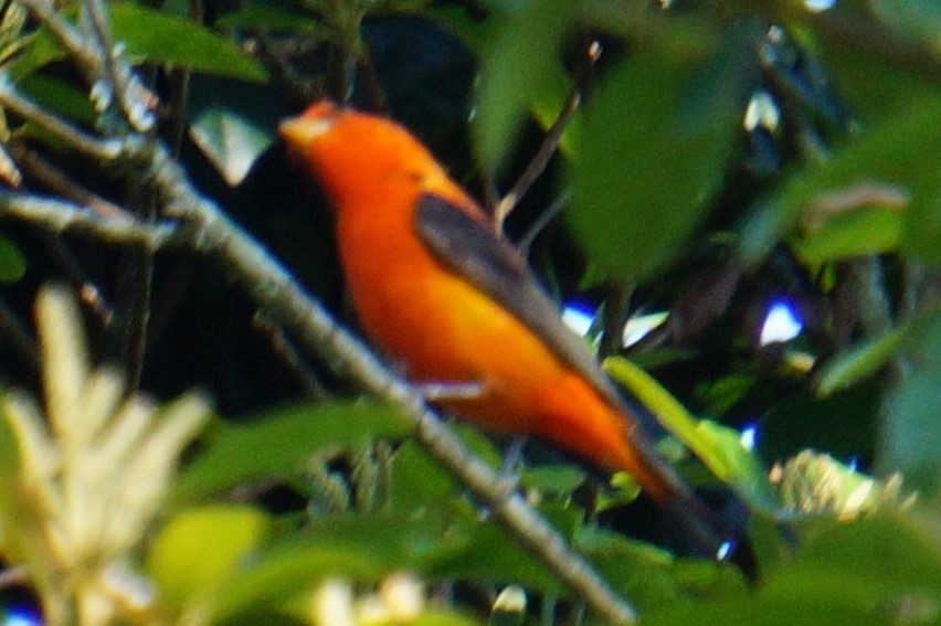 Scarlet Tanager - ML617899306