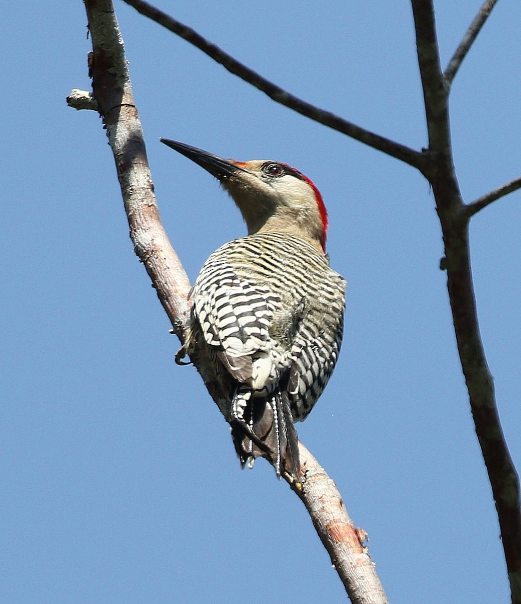 West Indian Woodpecker - ML617899313
