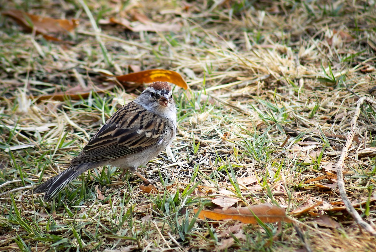Chipping Sparrow - ML617899326