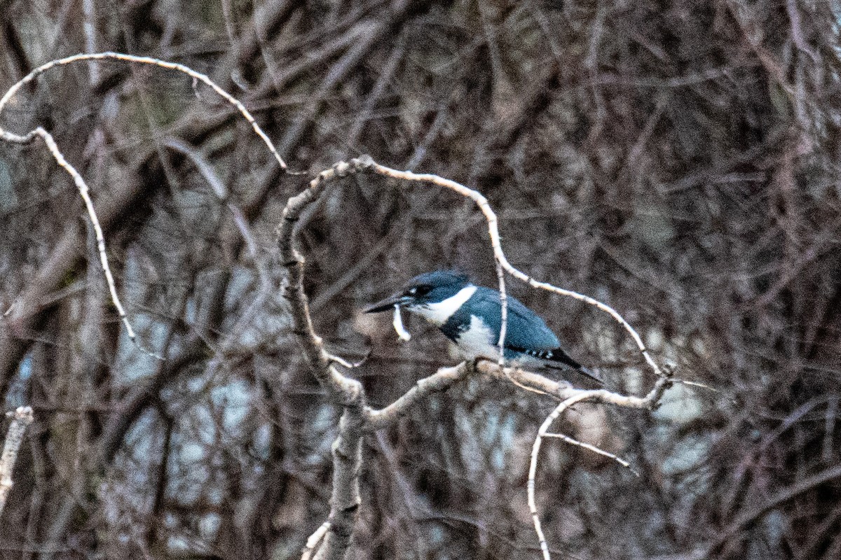 Belted Kingfisher - ML617899328