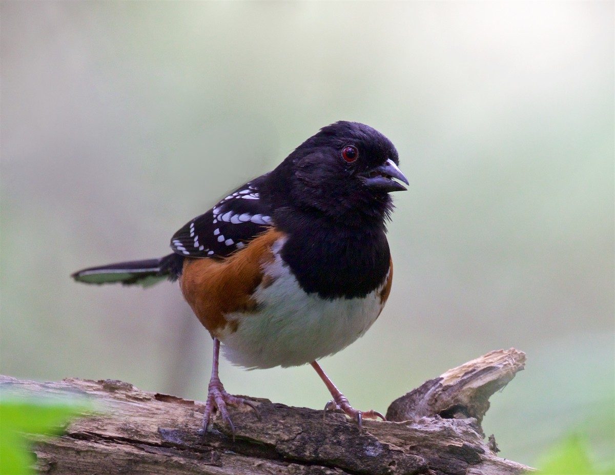Spotted Towhee - Ed Harper