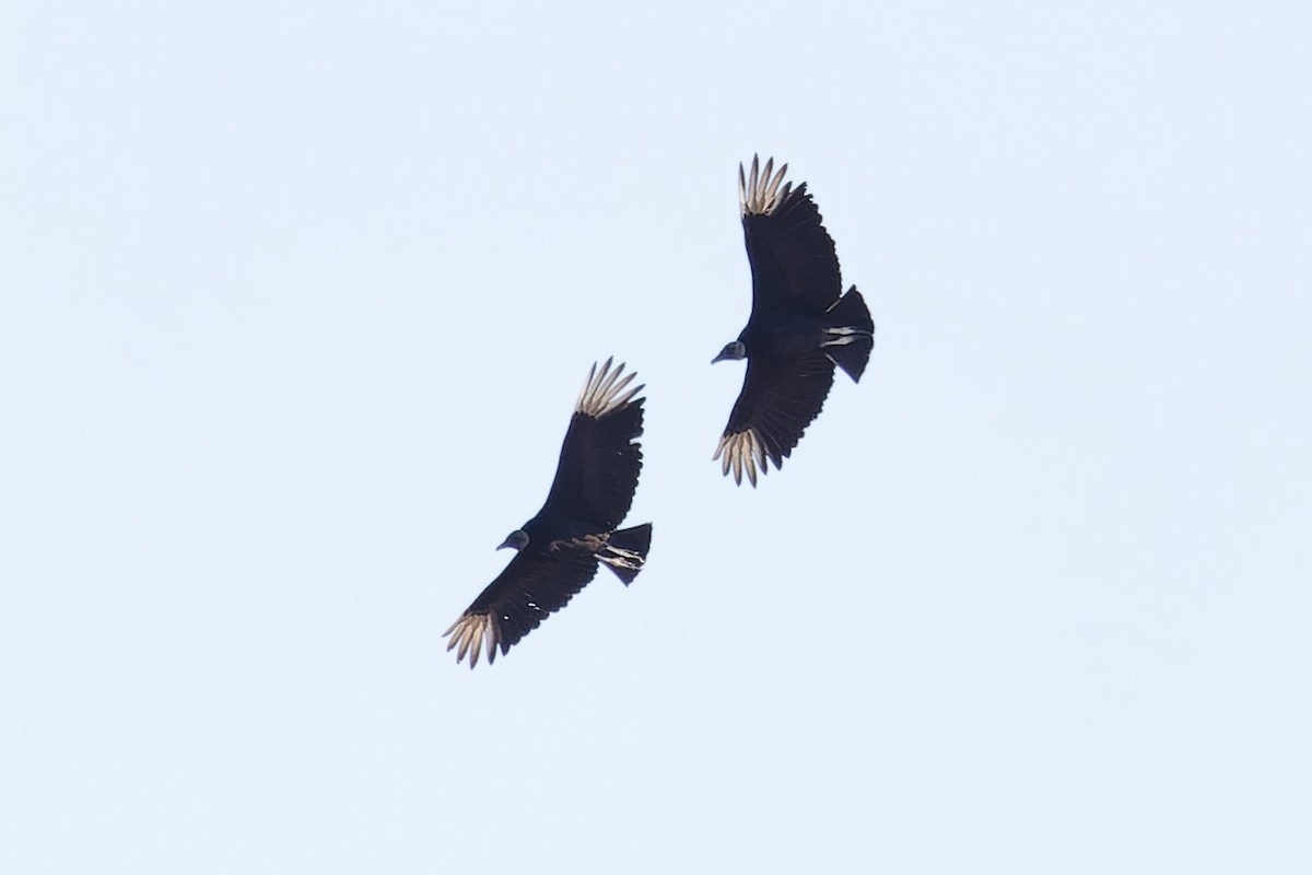 Black Vulture - ML617899463