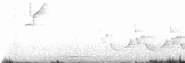 Поплітник каролінський - ML617899465