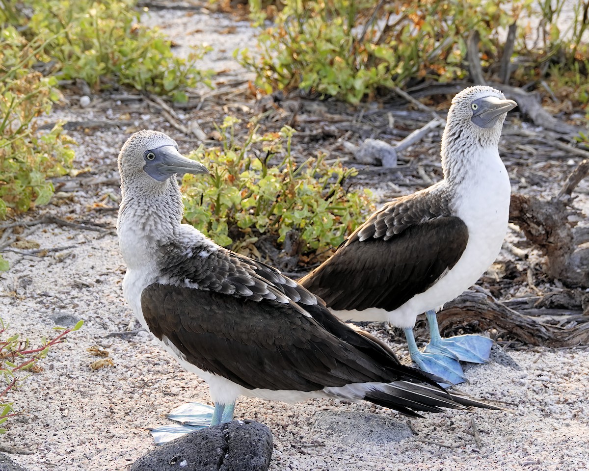 Blue-footed Booby - ML617899467