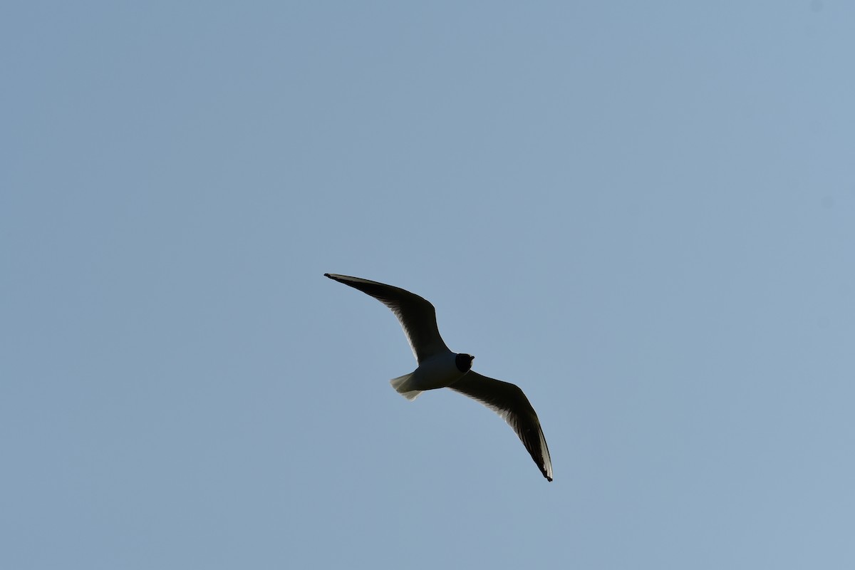 Black-headed Gull - Alison Daly