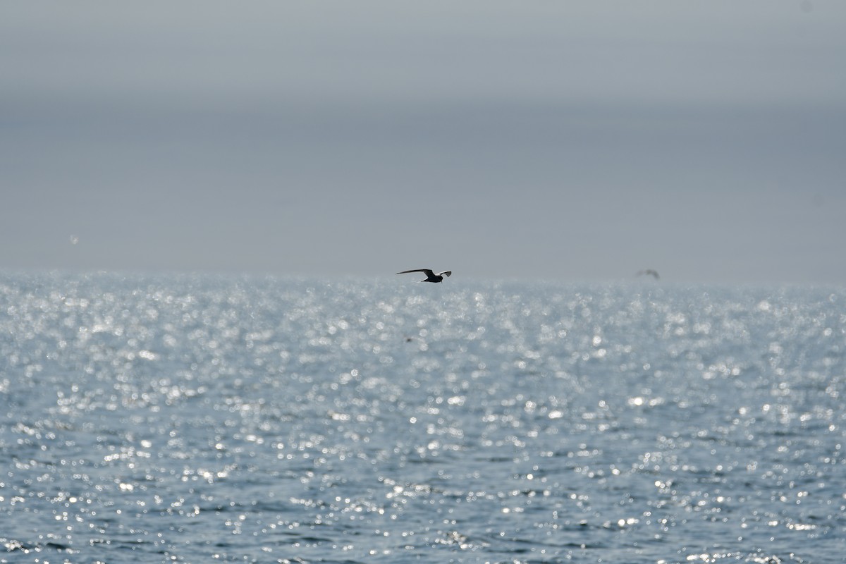 Arctic Tern - Alison Daly