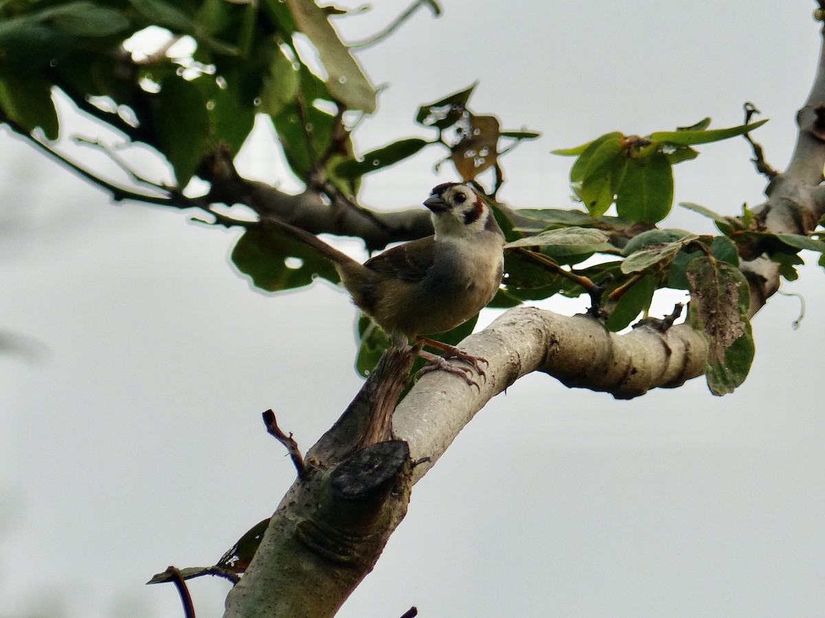 White-faced Ground-Sparrow - ML617899507