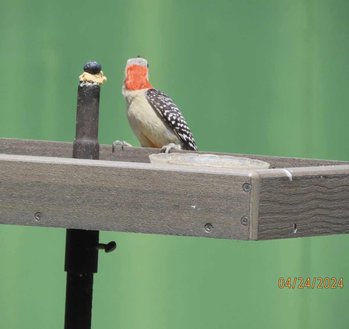 Red-bellied Woodpecker - ML617899516