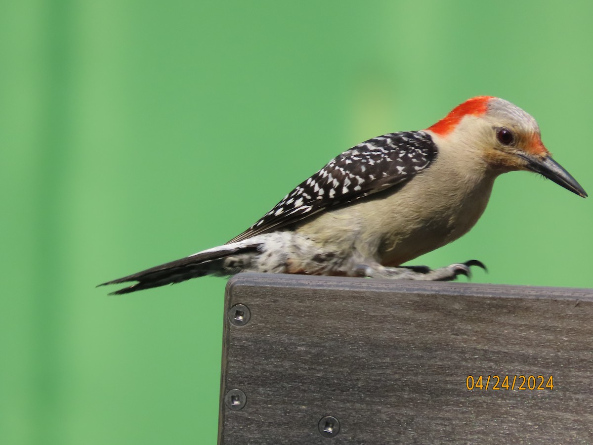 Red-bellied Woodpecker - ML617899519